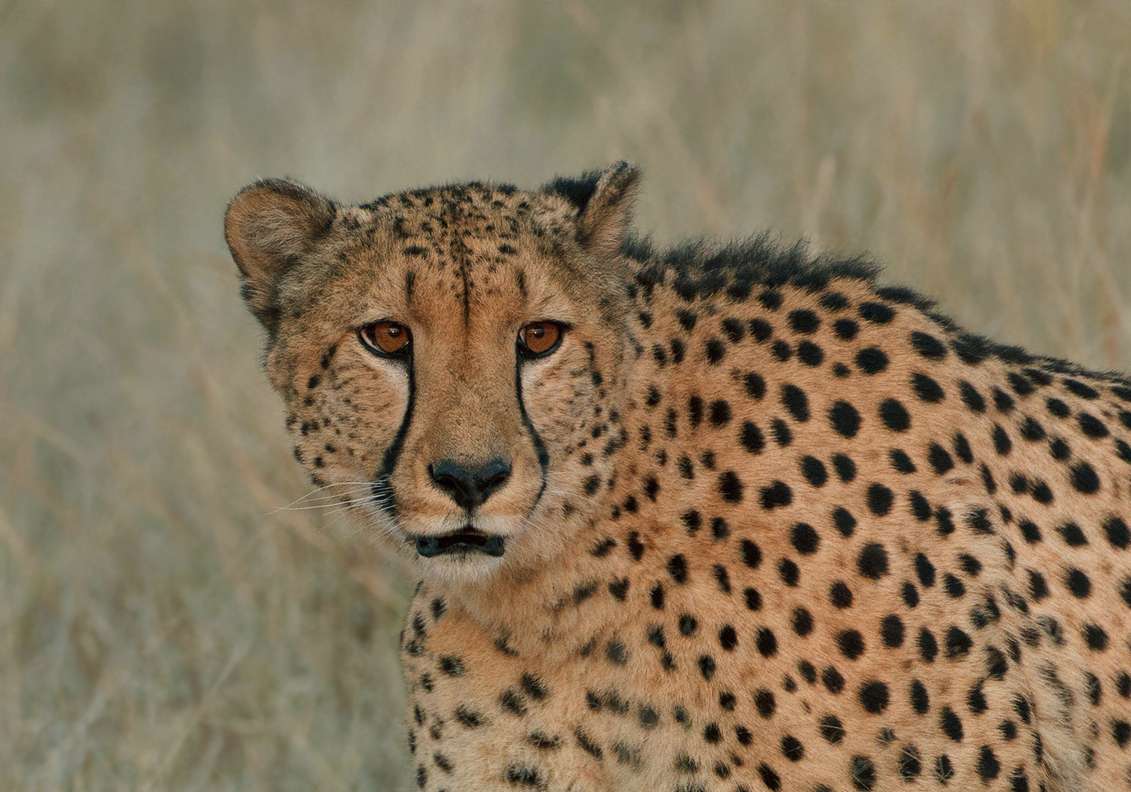 A Cheetah's Eyes