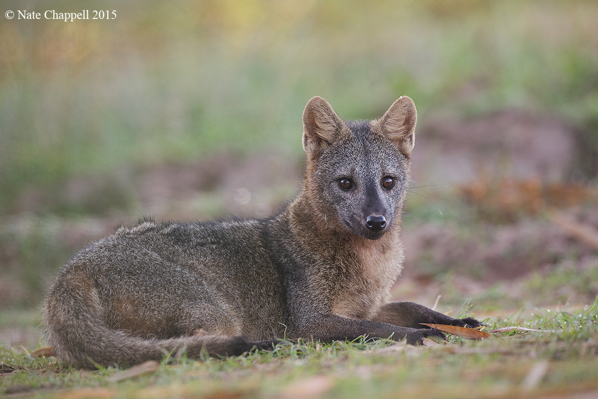 Crab-eating Fox