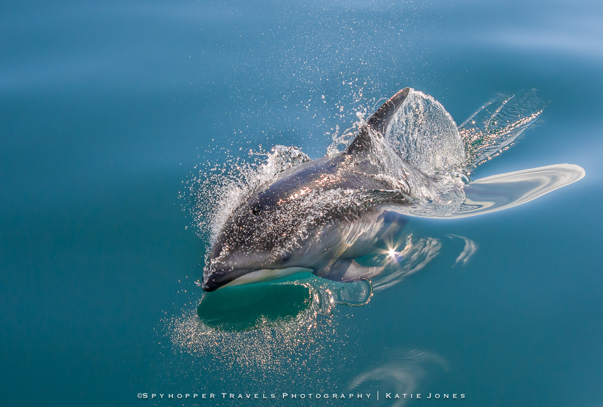 Dolphin Sunburst