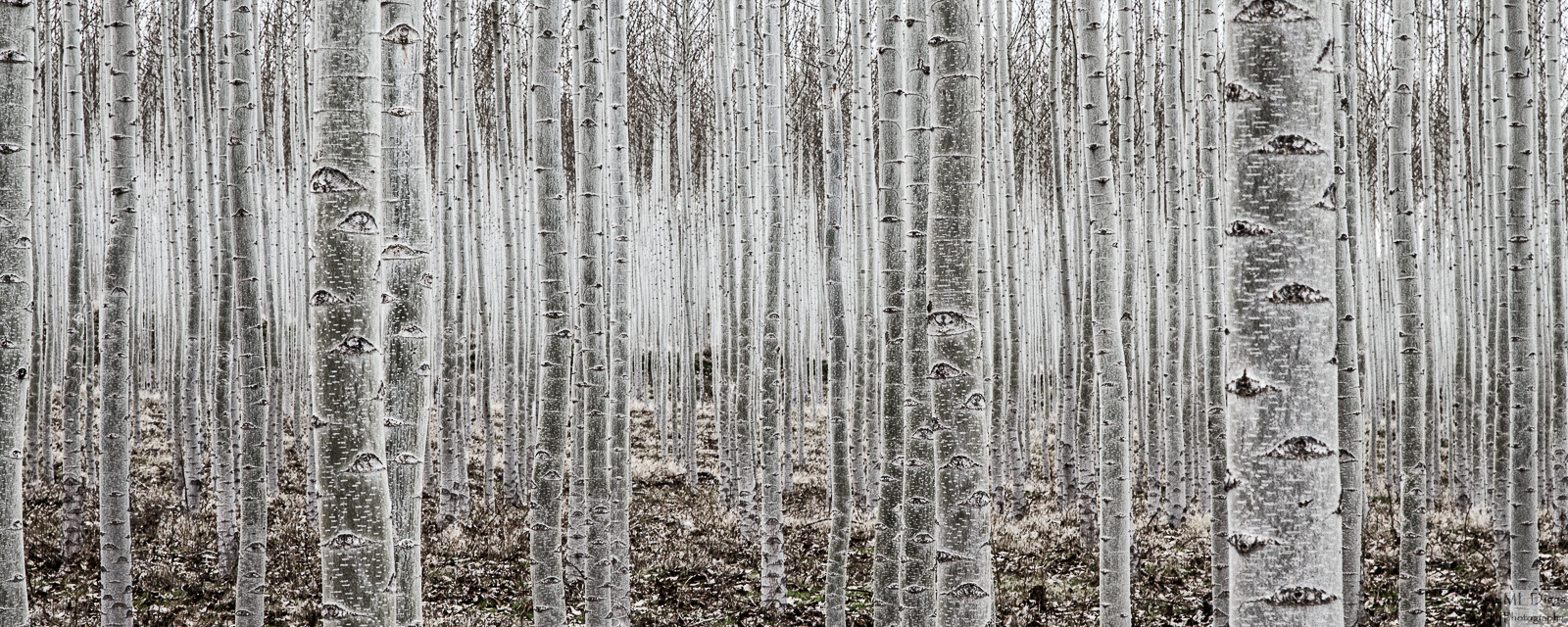 Boardman Tree Farm