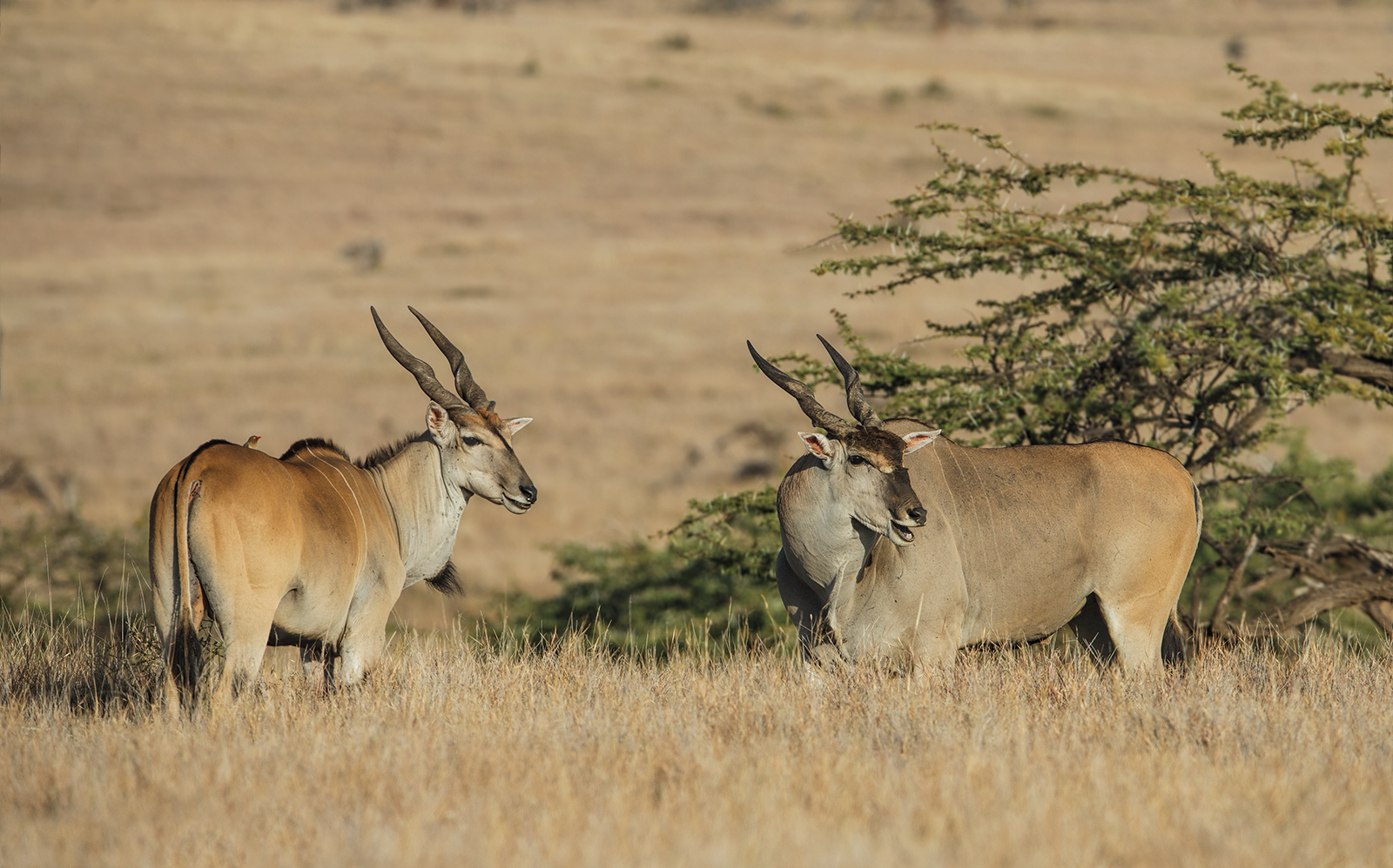 Eland
