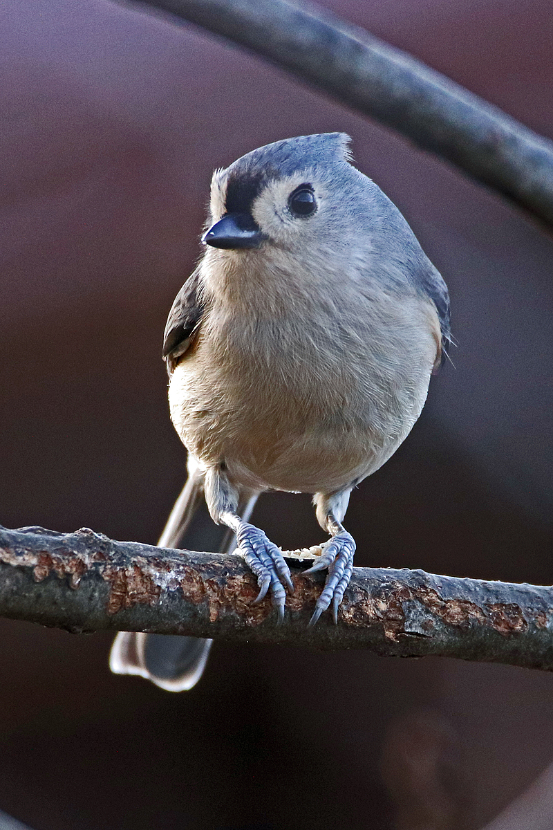 Backlite Tufted titmouse