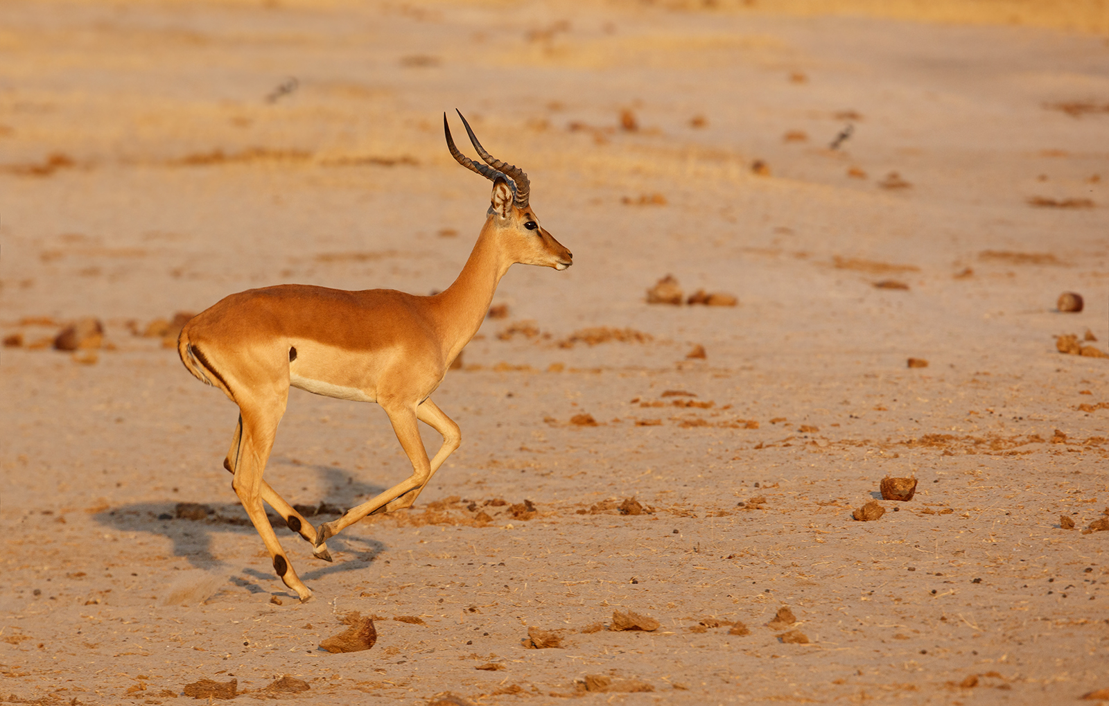 African Prancer