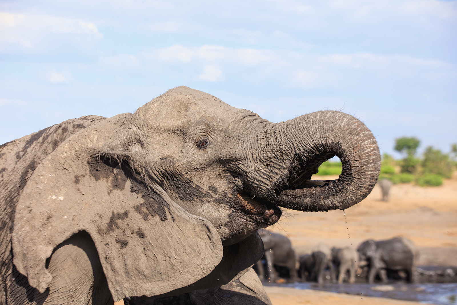 Battered Elephant