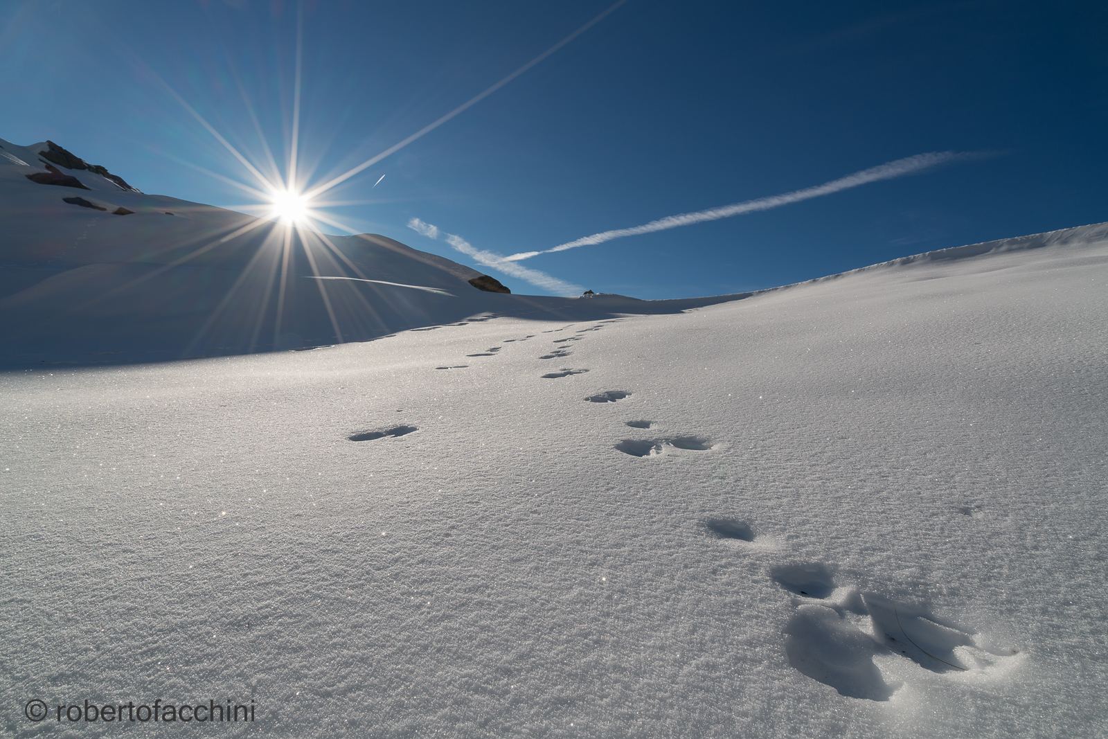 Footprints hare