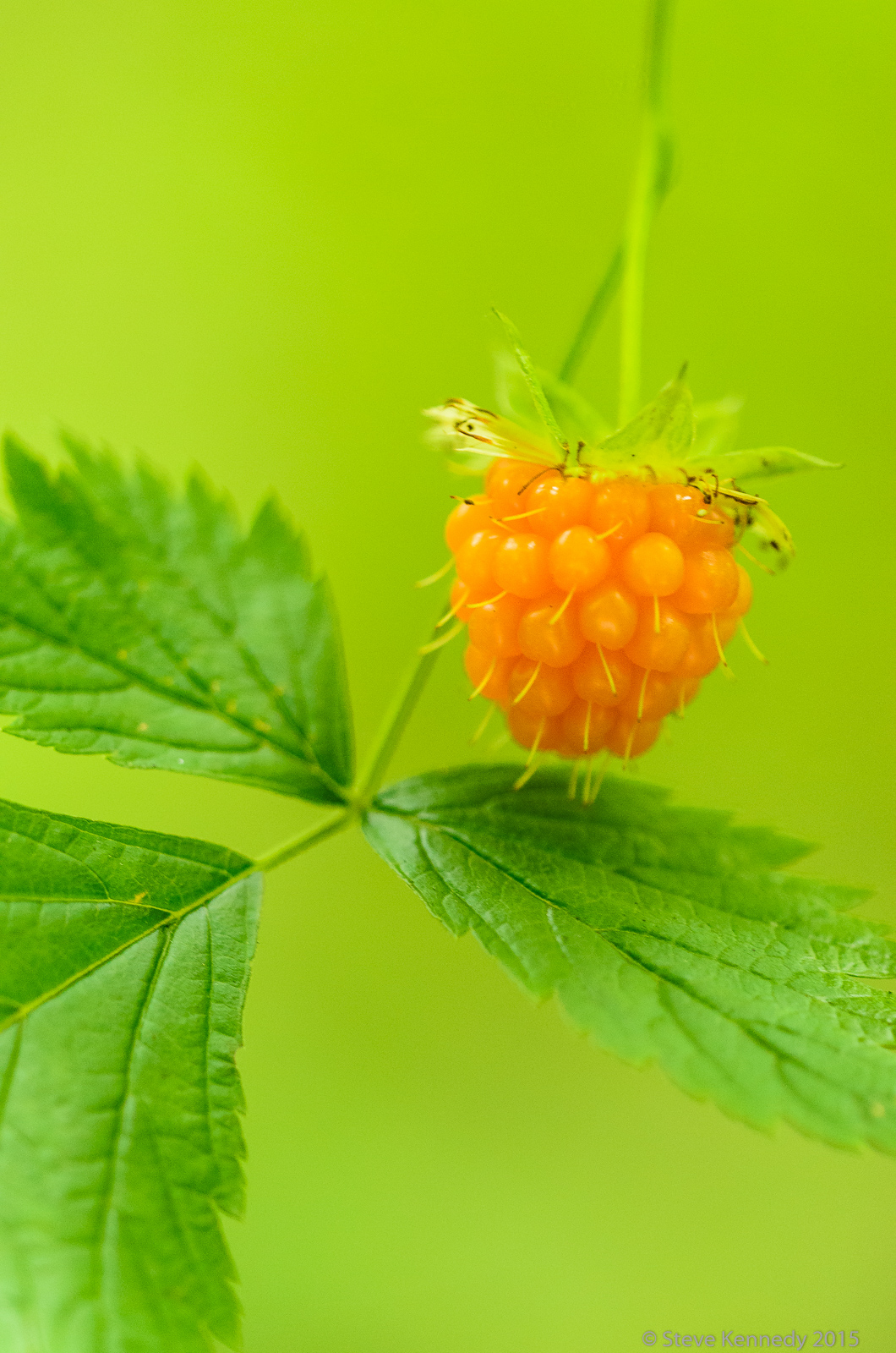 Salmon Berry + Repost
