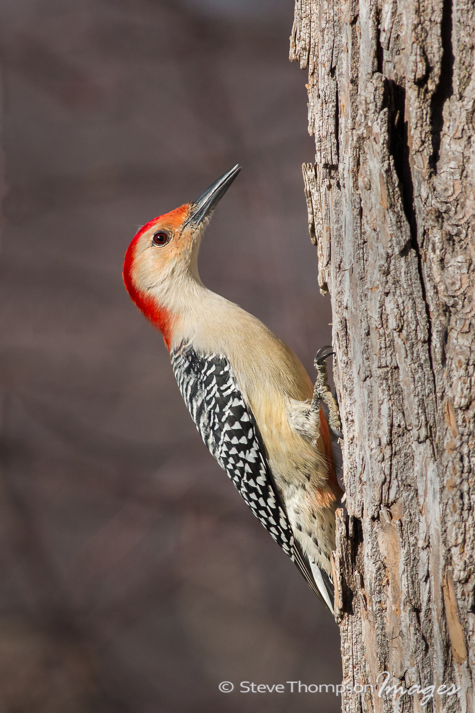 Red Bellied Woodpecker