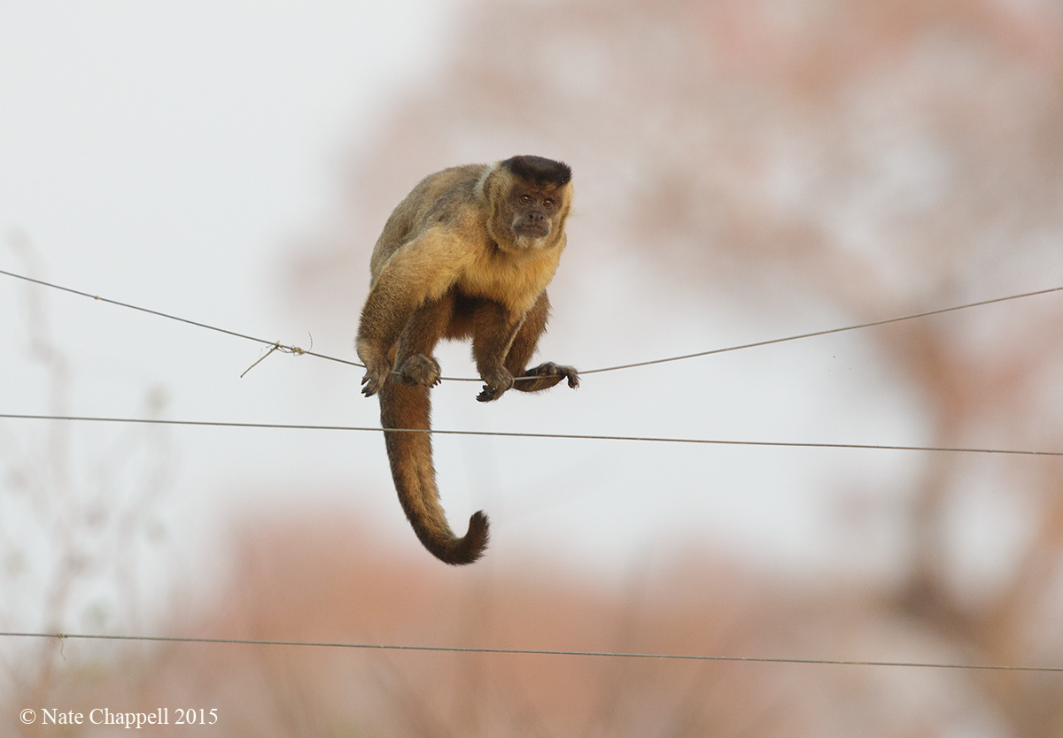 Capuchin Tightrope Walk
