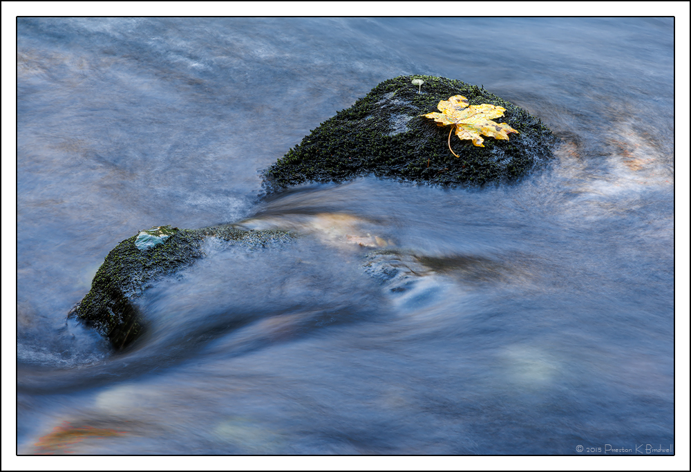 Yosemite Details #17