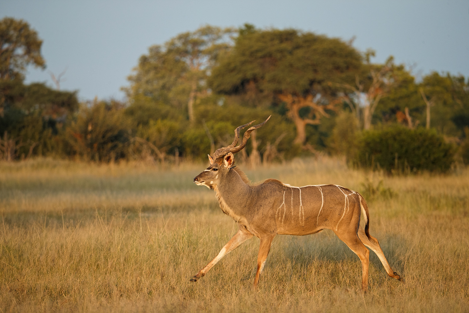 "Trotting" Kudu
