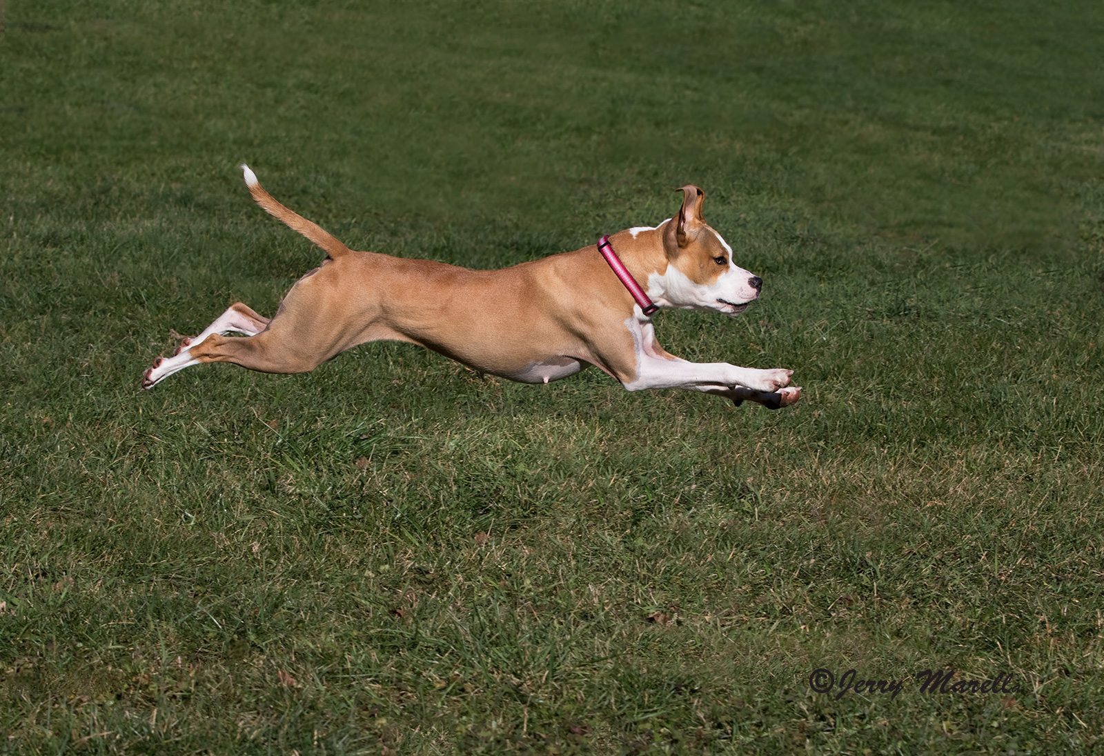 Full Stride
