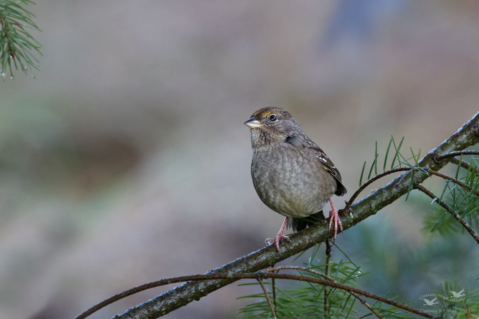 Goldencrowned Sparrow II