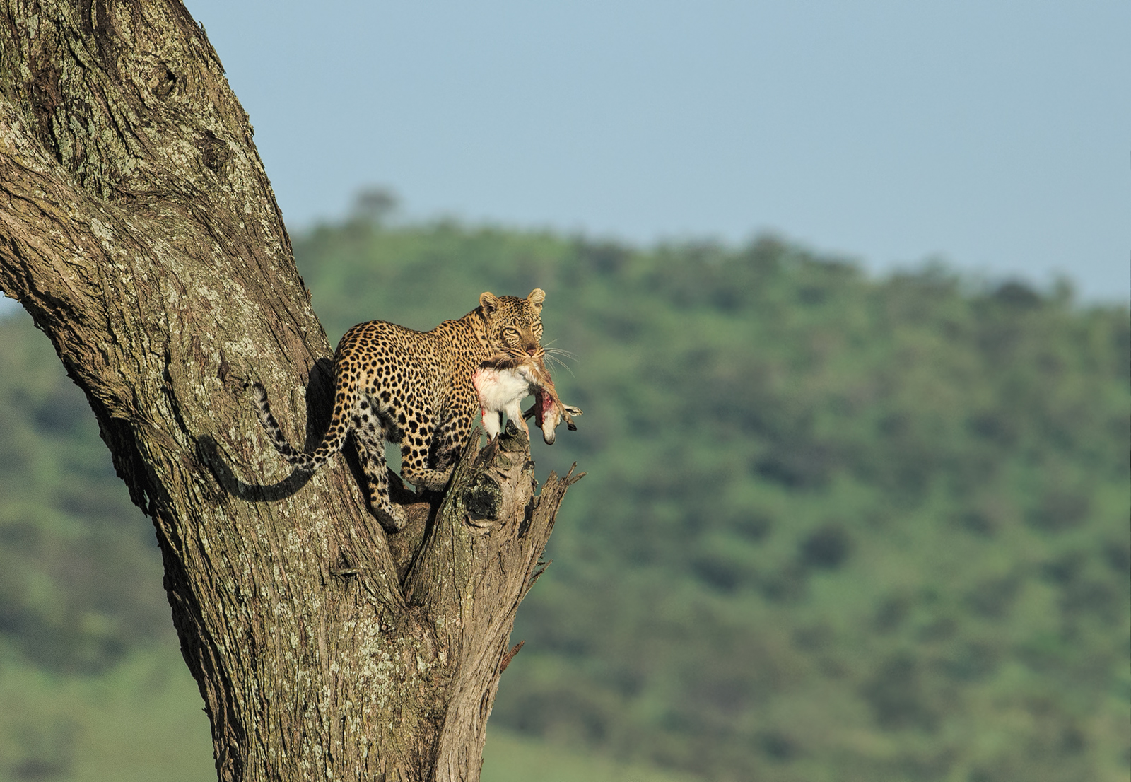Distant Leopard