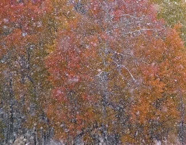 First Snow