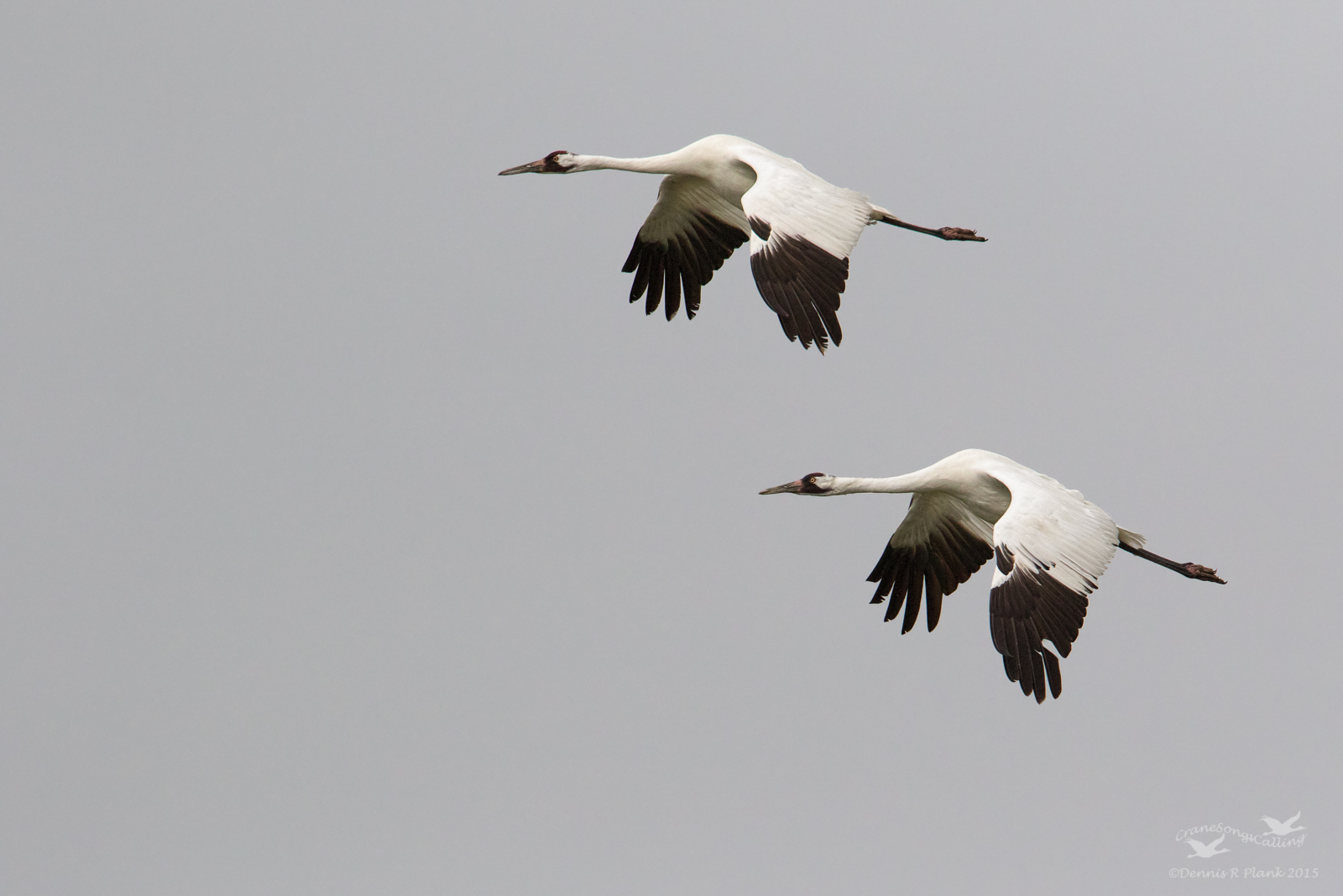 Whooping Cranes