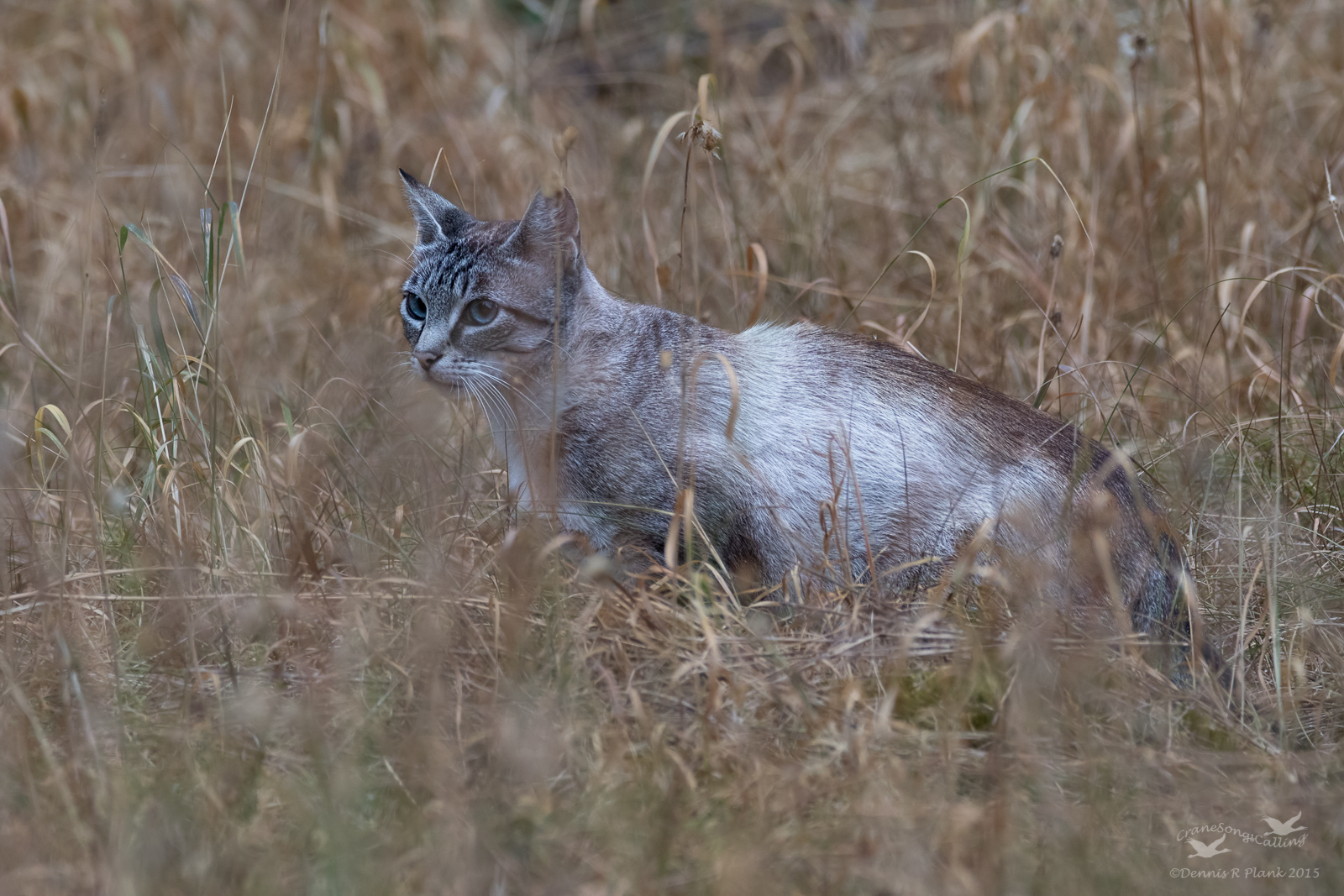 Feral?