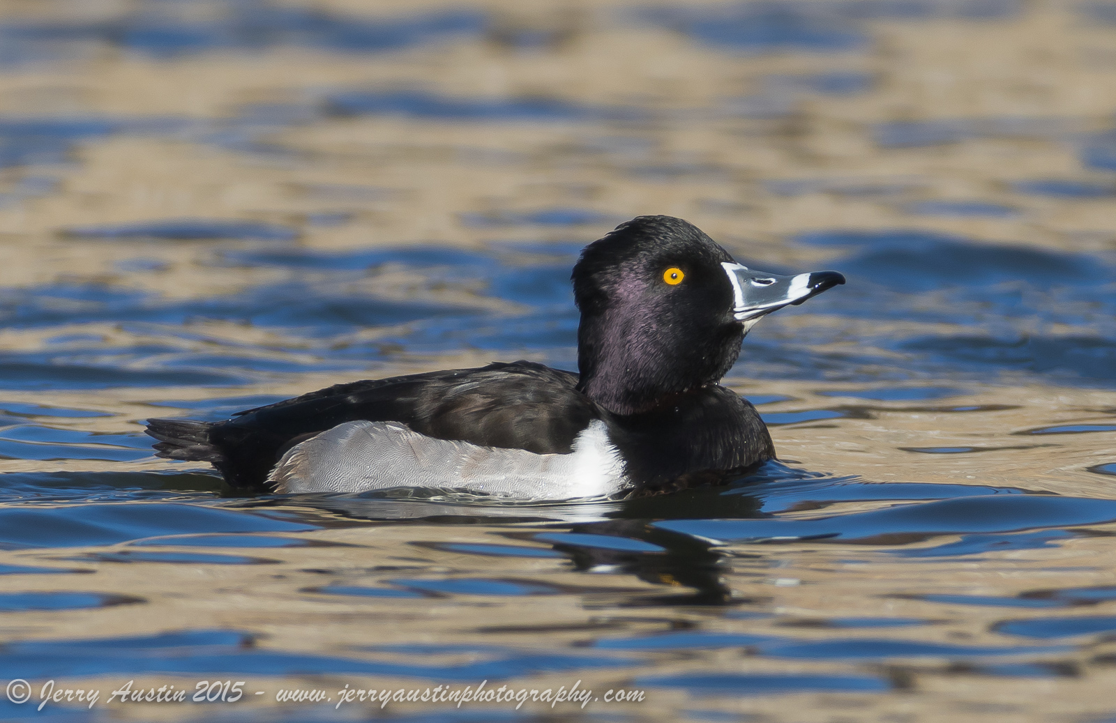 Handsome Ring-neck