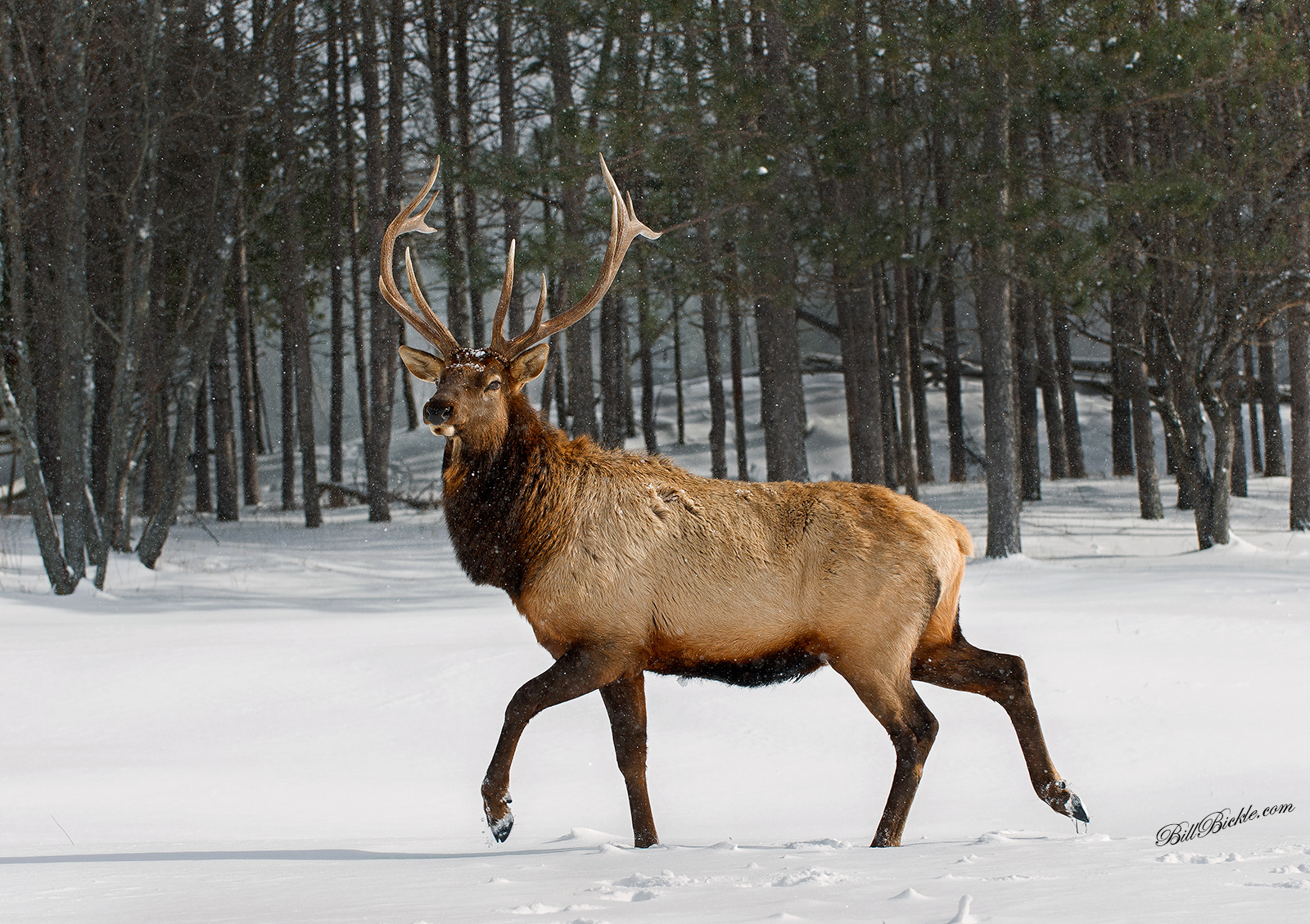 Wapiti Wintertime   
