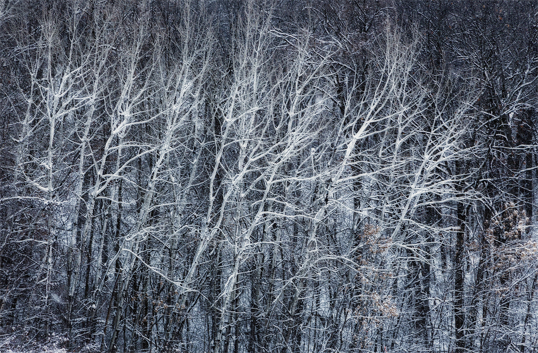 Winter Birch