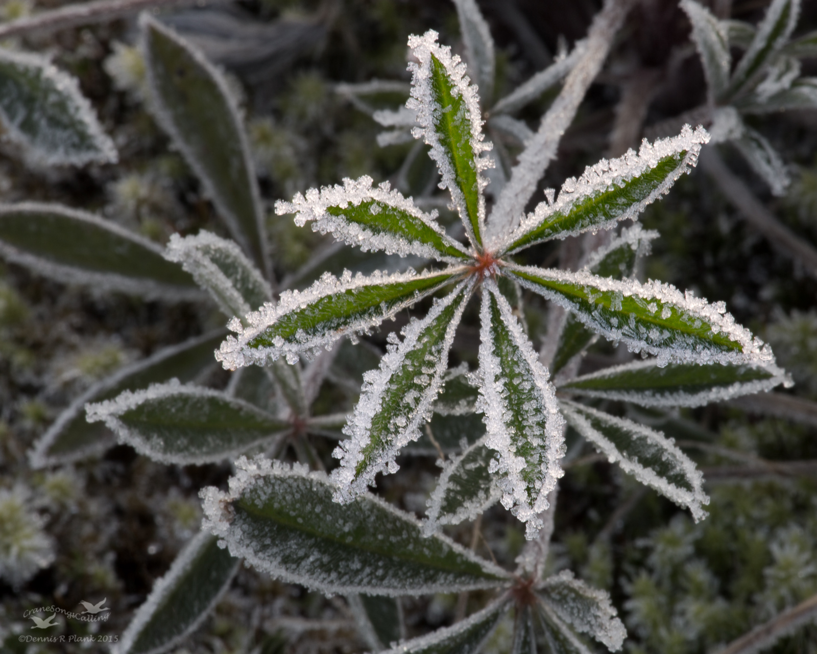 Winter Lupine