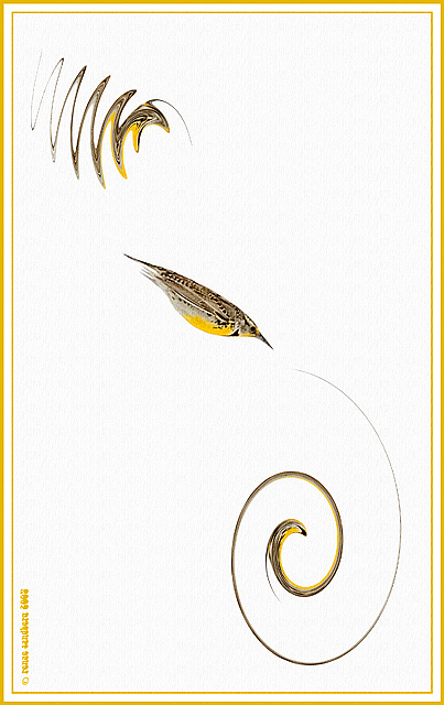 Meadowlark Dive