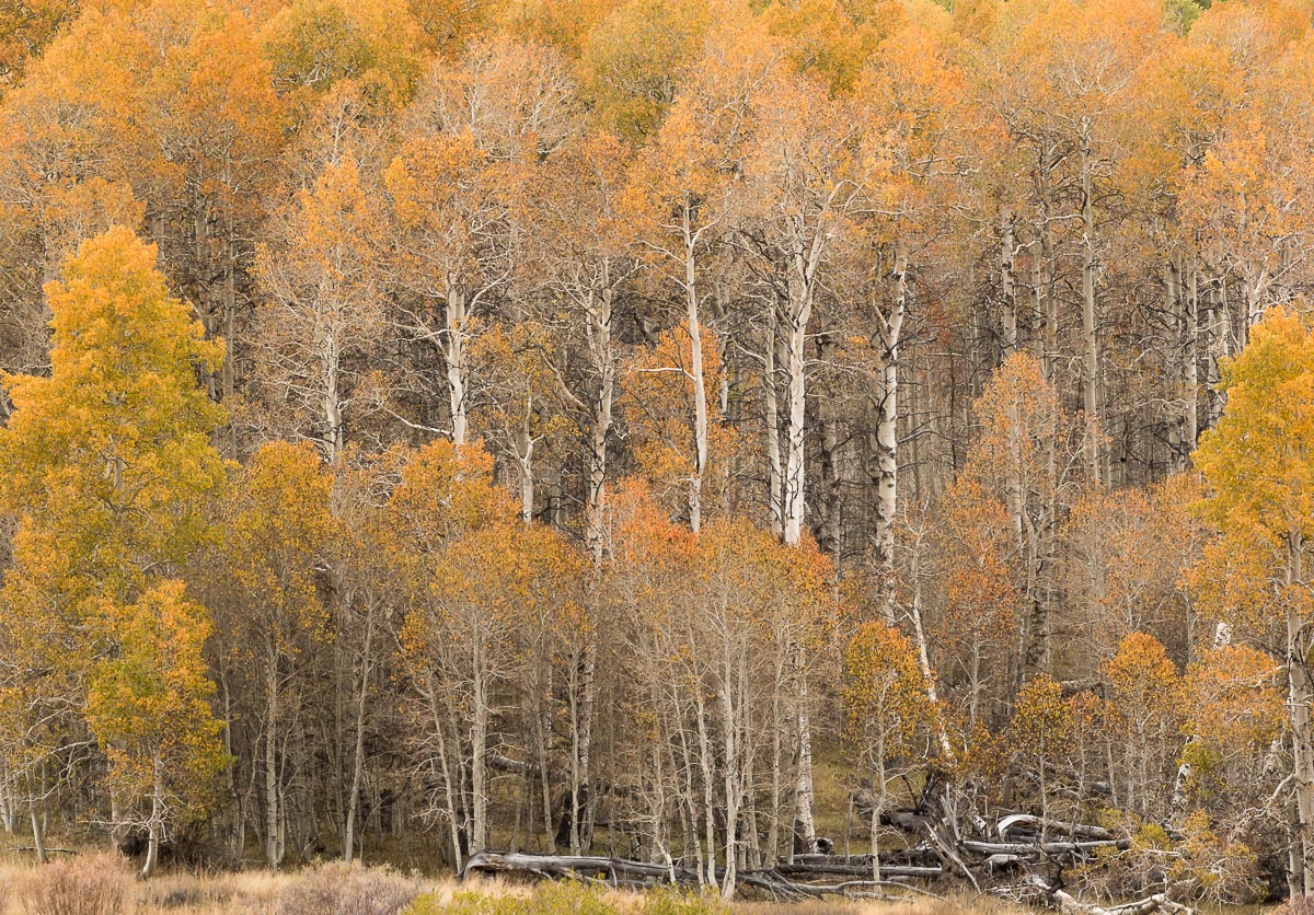 Aspen Columns 