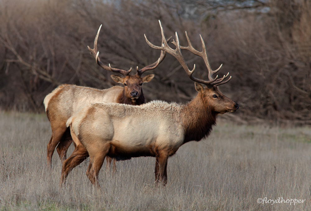 Tule Elk