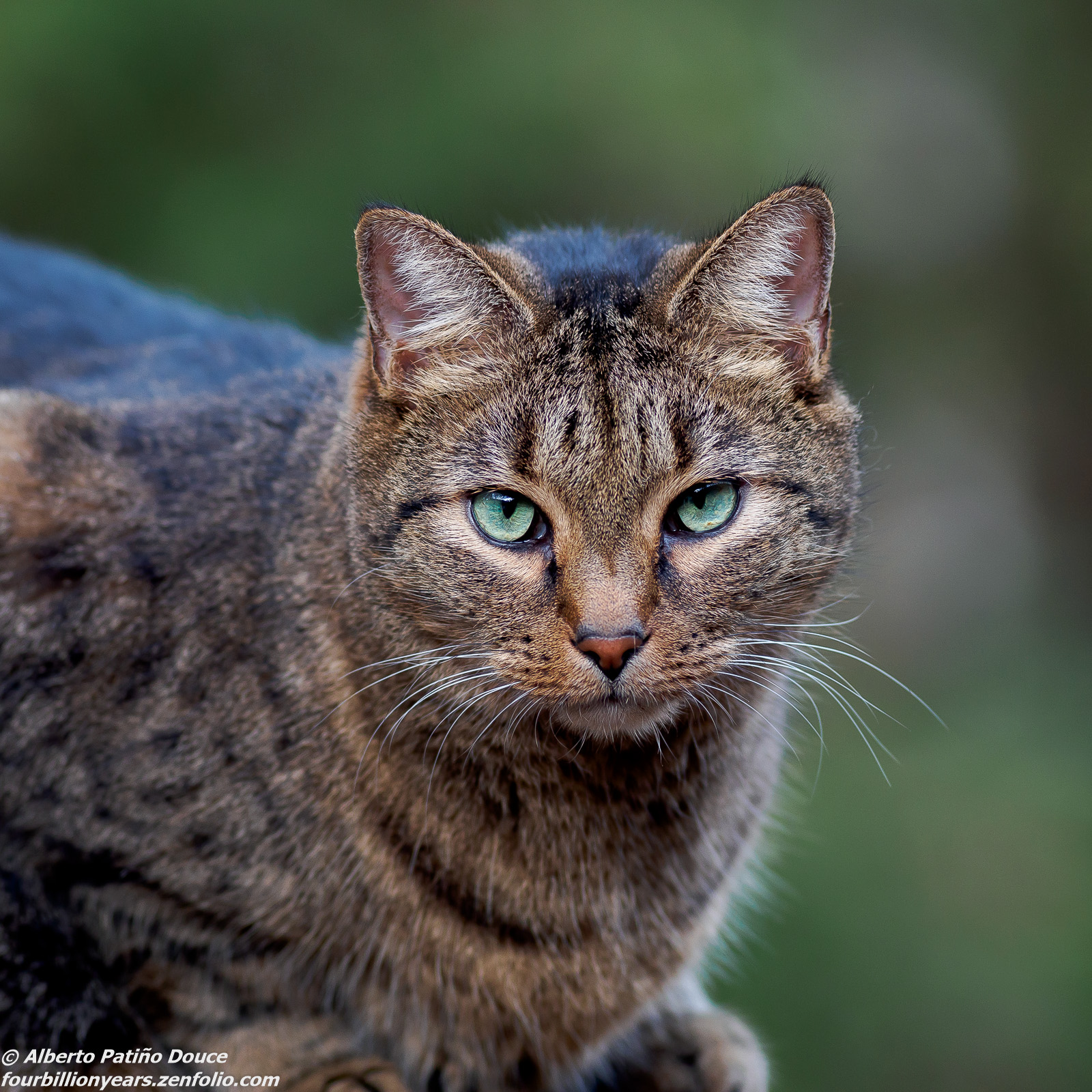 Alpha Cat