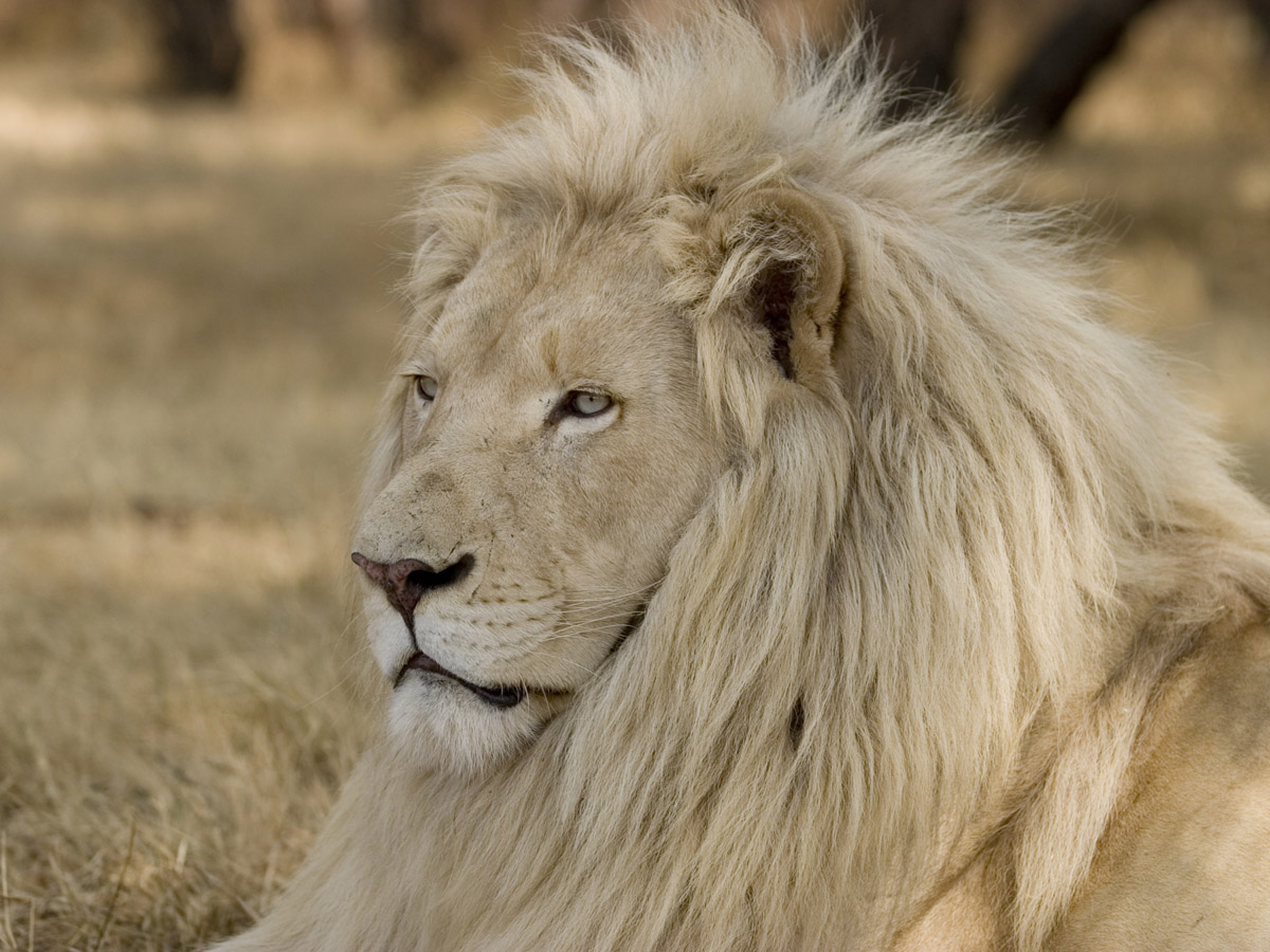 White Lion Mane