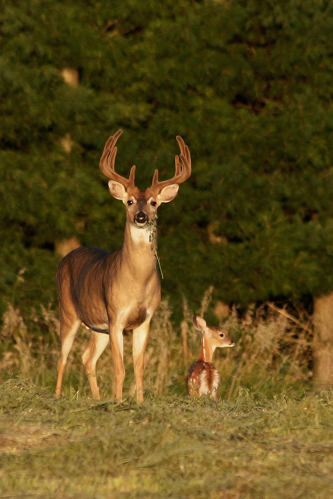 Whitetail buck