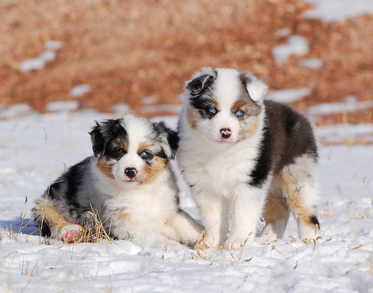 Mini-Aussies