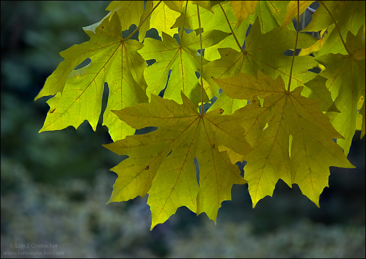 Big Leaf Maple Glow