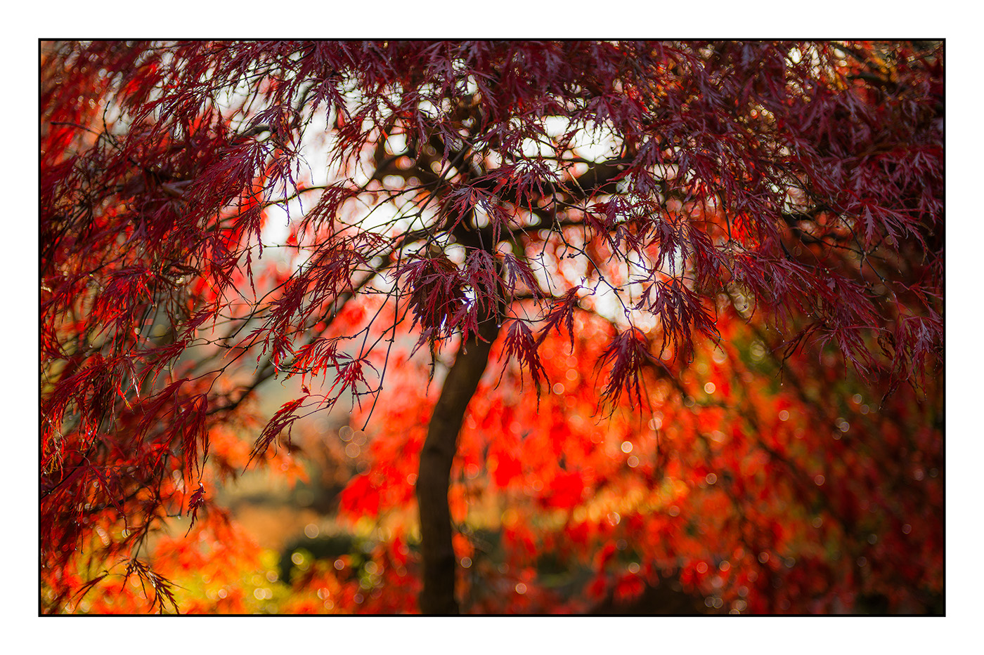 "Bokeh"