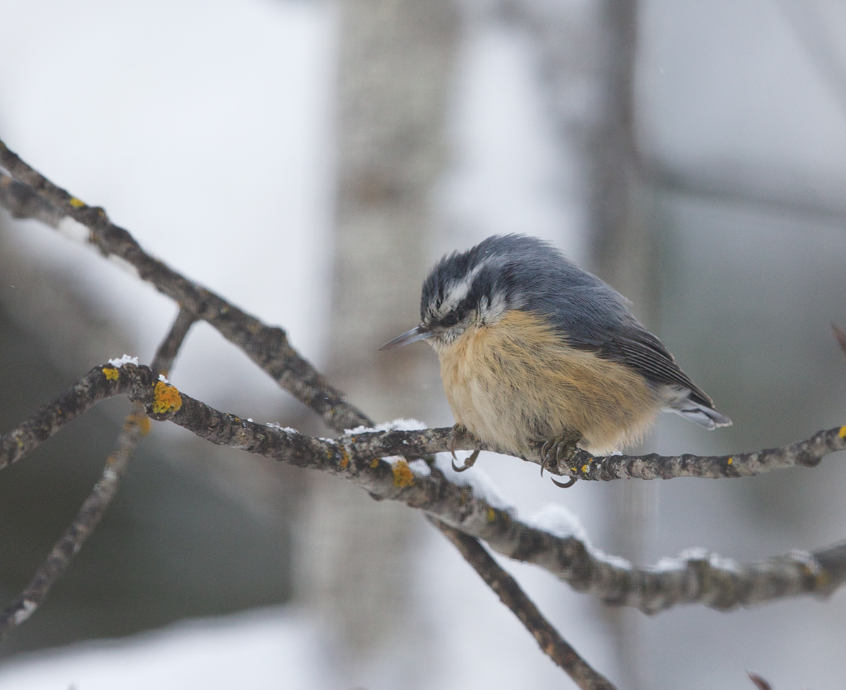 Red-breasted Nuthatch