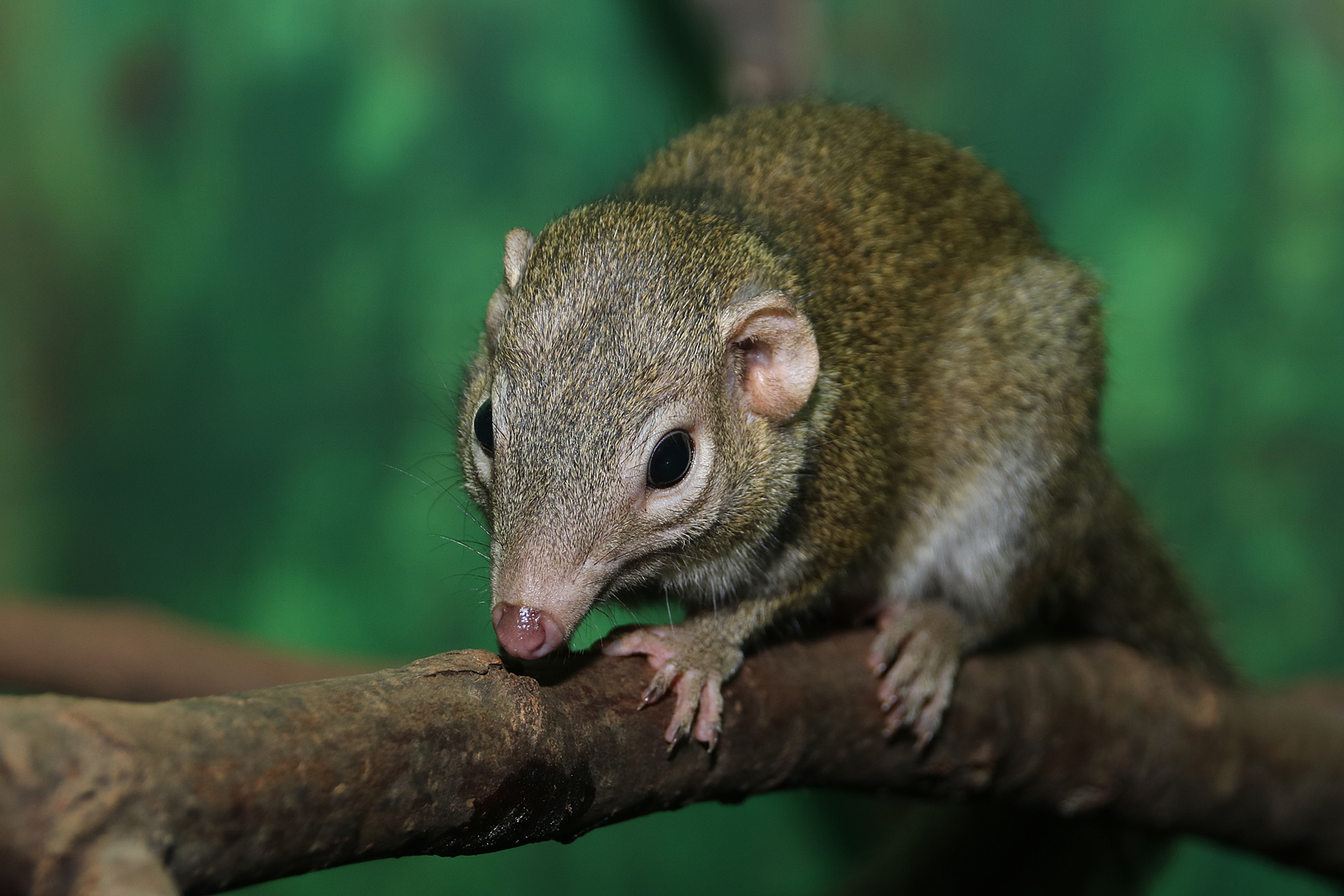 Tree shrew