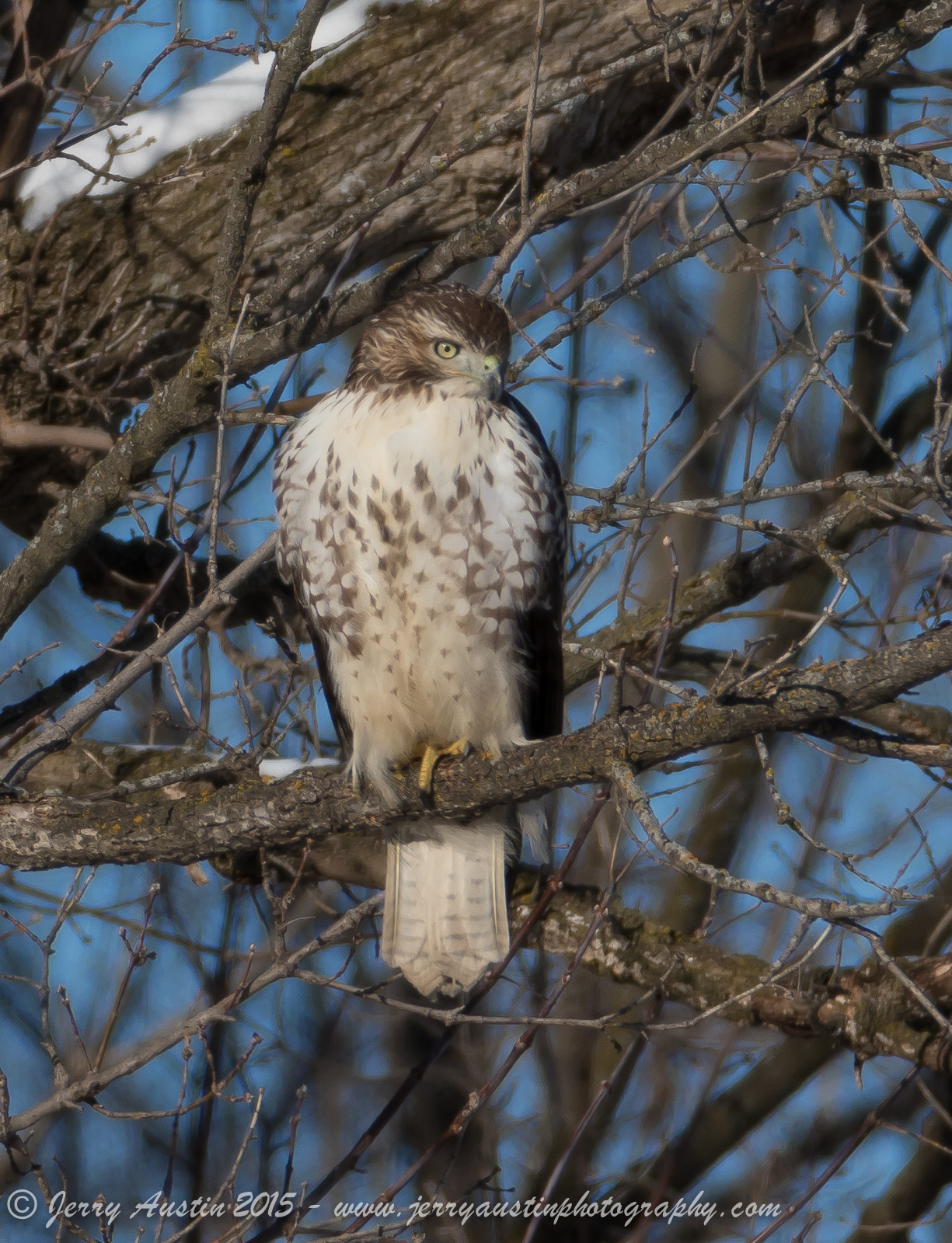 Juvenile Red-tailed Hawk