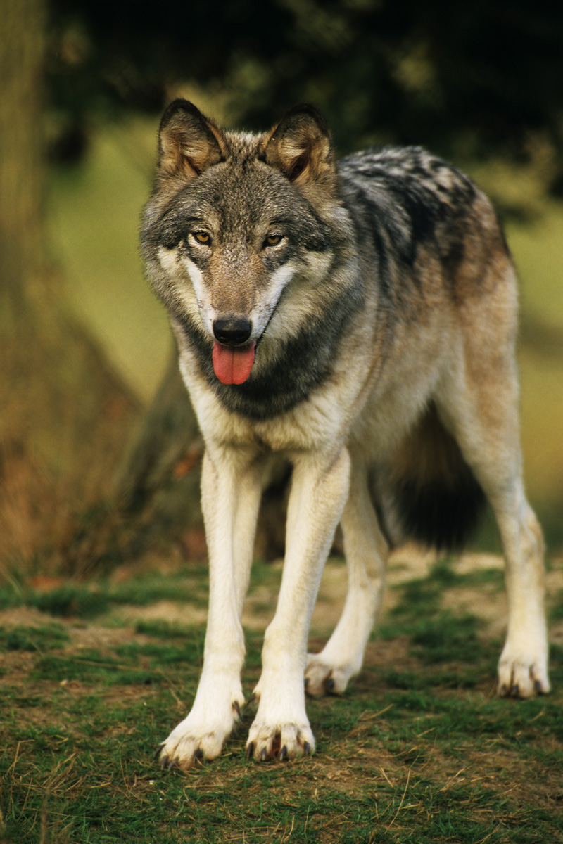 Wolf Portrait