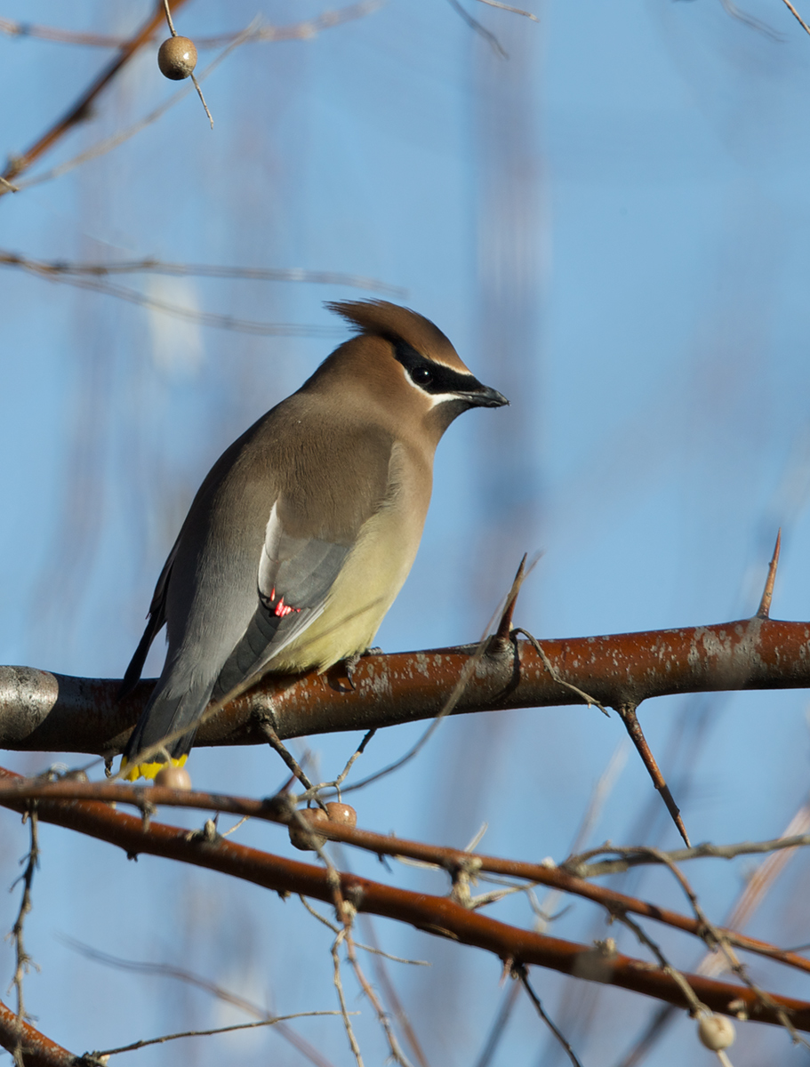 Cedar Waxwing