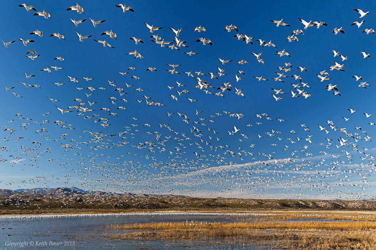 Wide Angle at the Bosque
