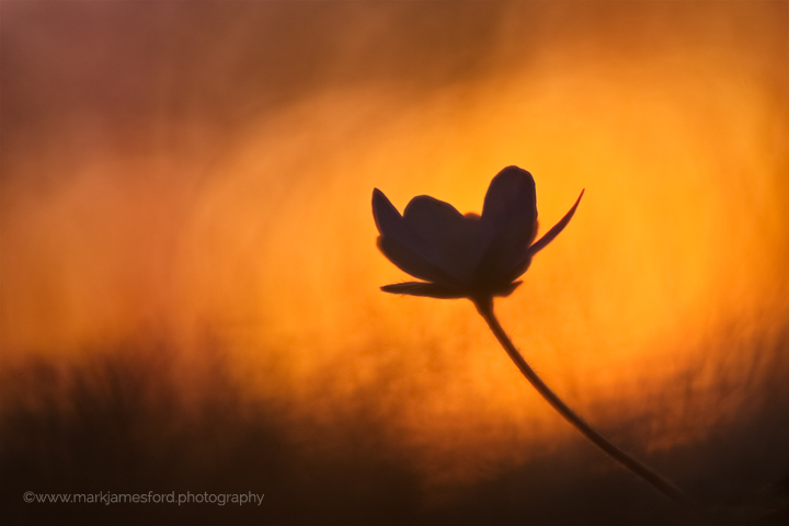 Hepatica Sunset
