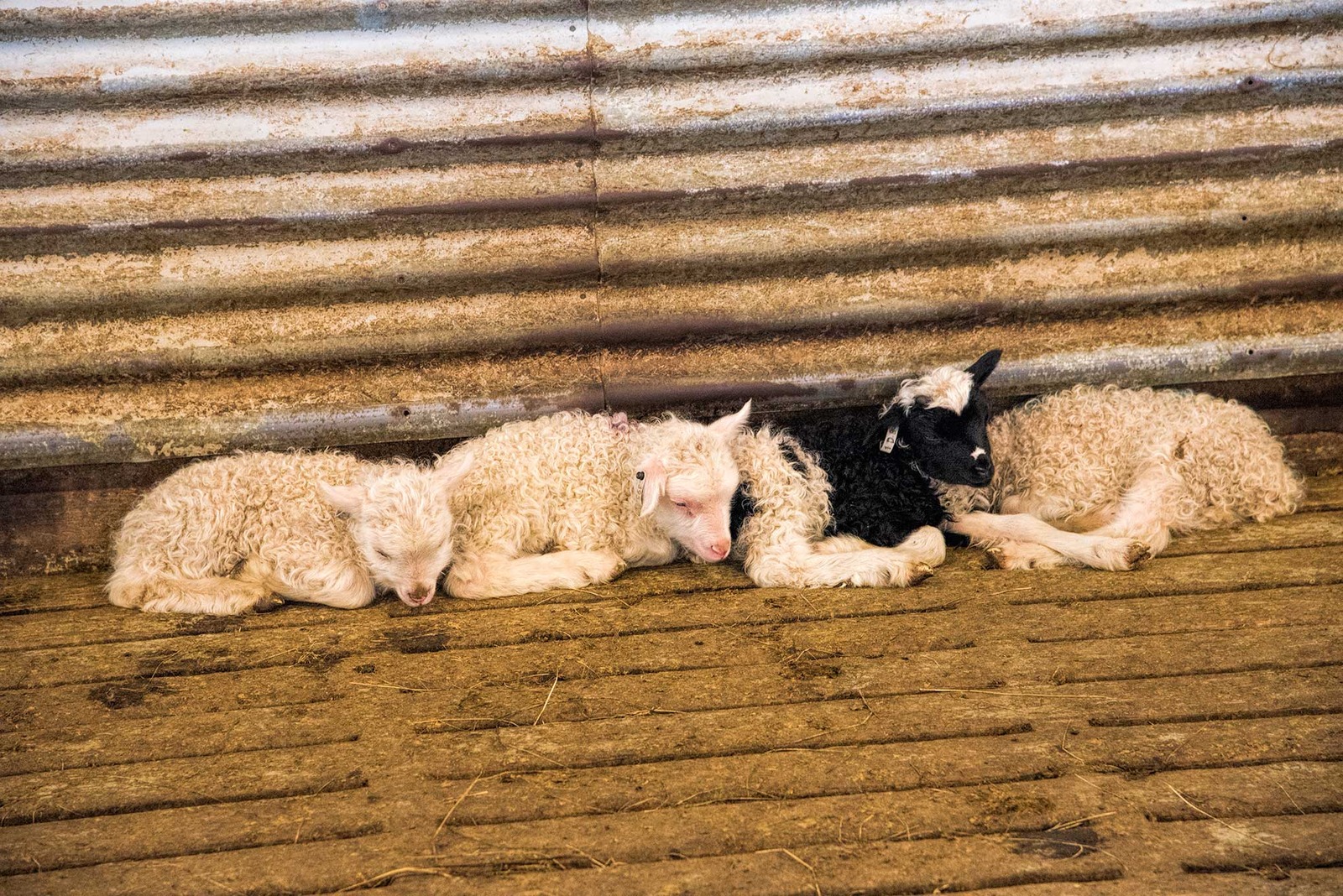 Just Born Minutes Ago
