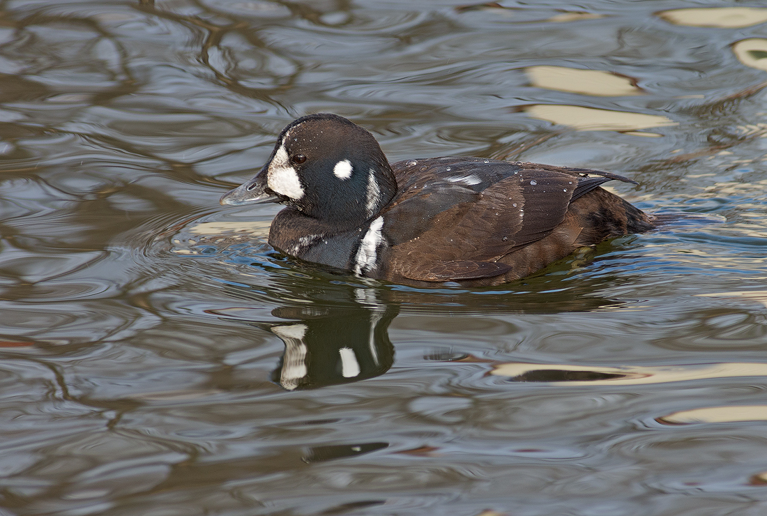 Harlequin Duck