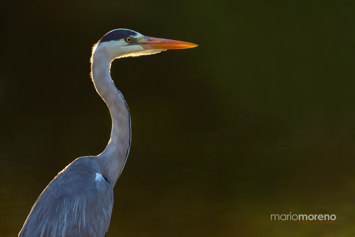 Backlit Heron