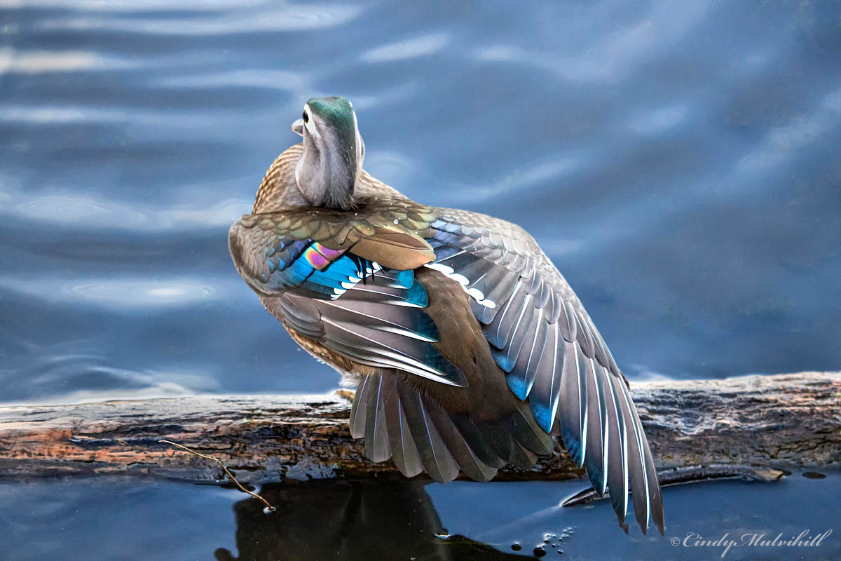 Wing Stretch