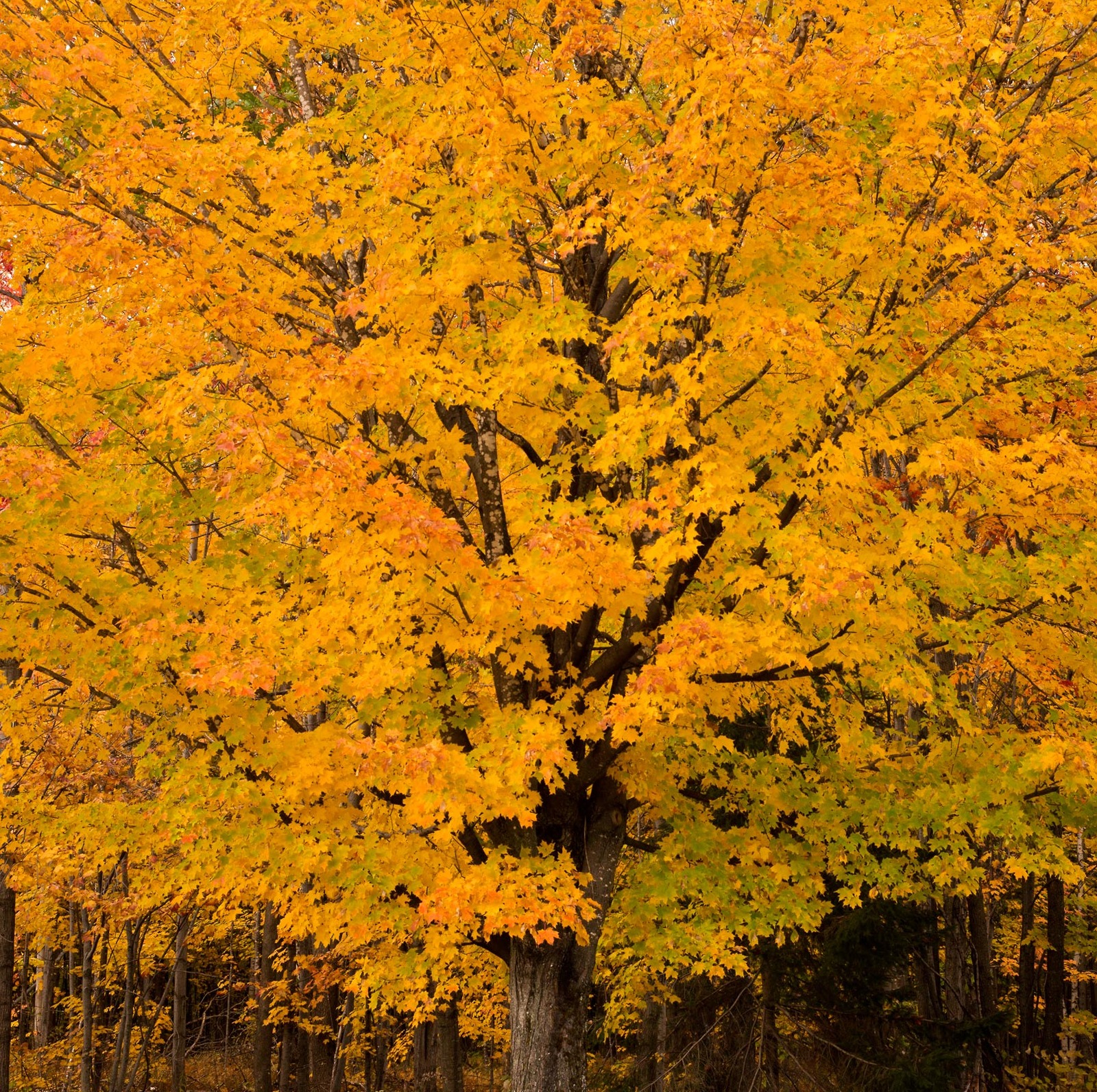 Marvelous Maple