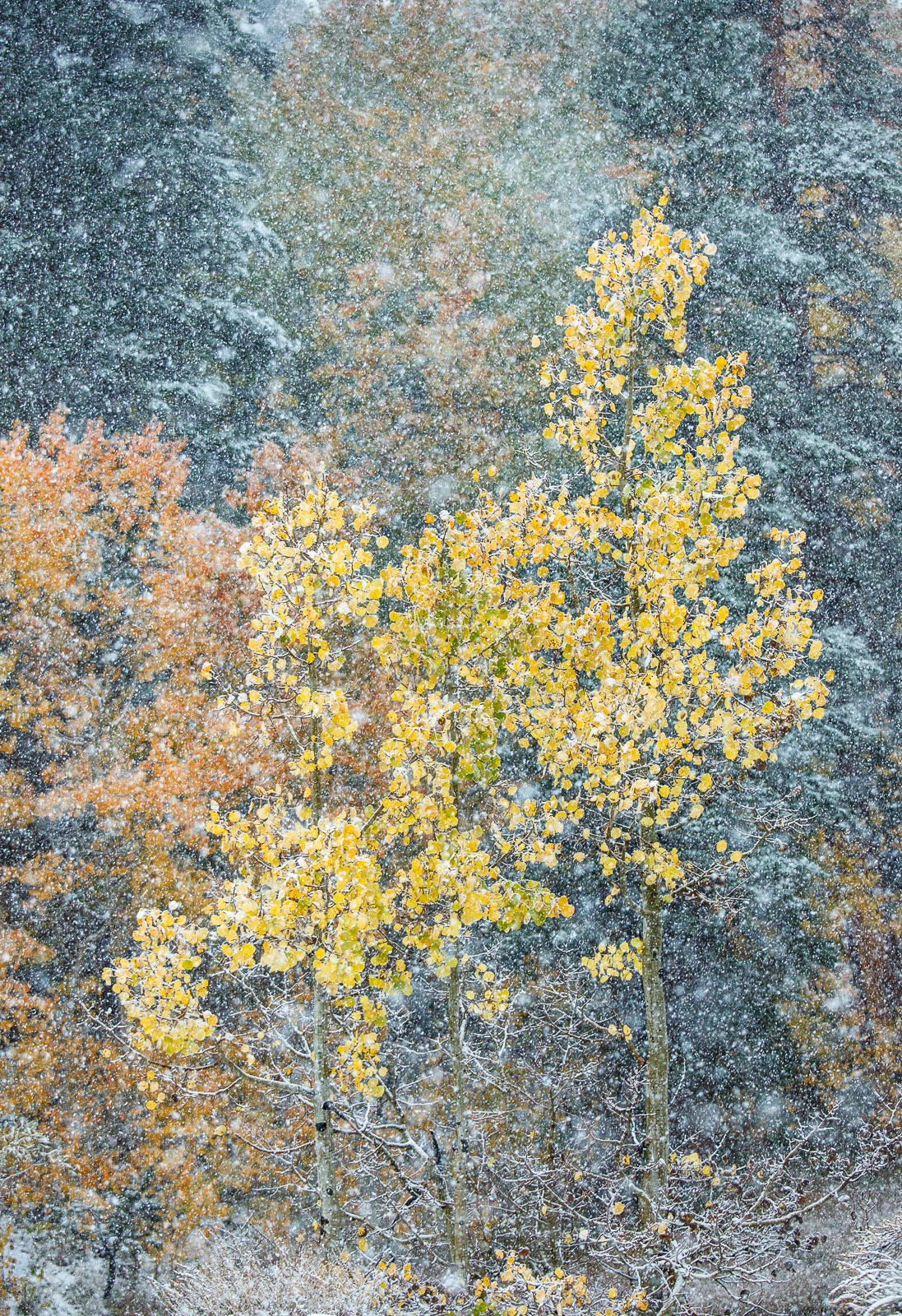Convergence REPOST