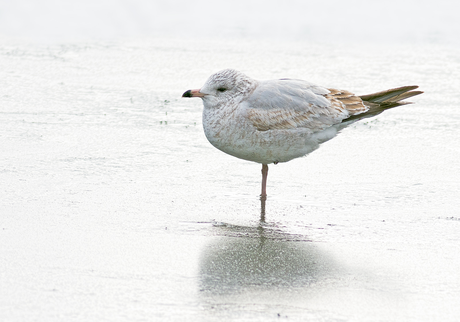 Ring-billed Gull