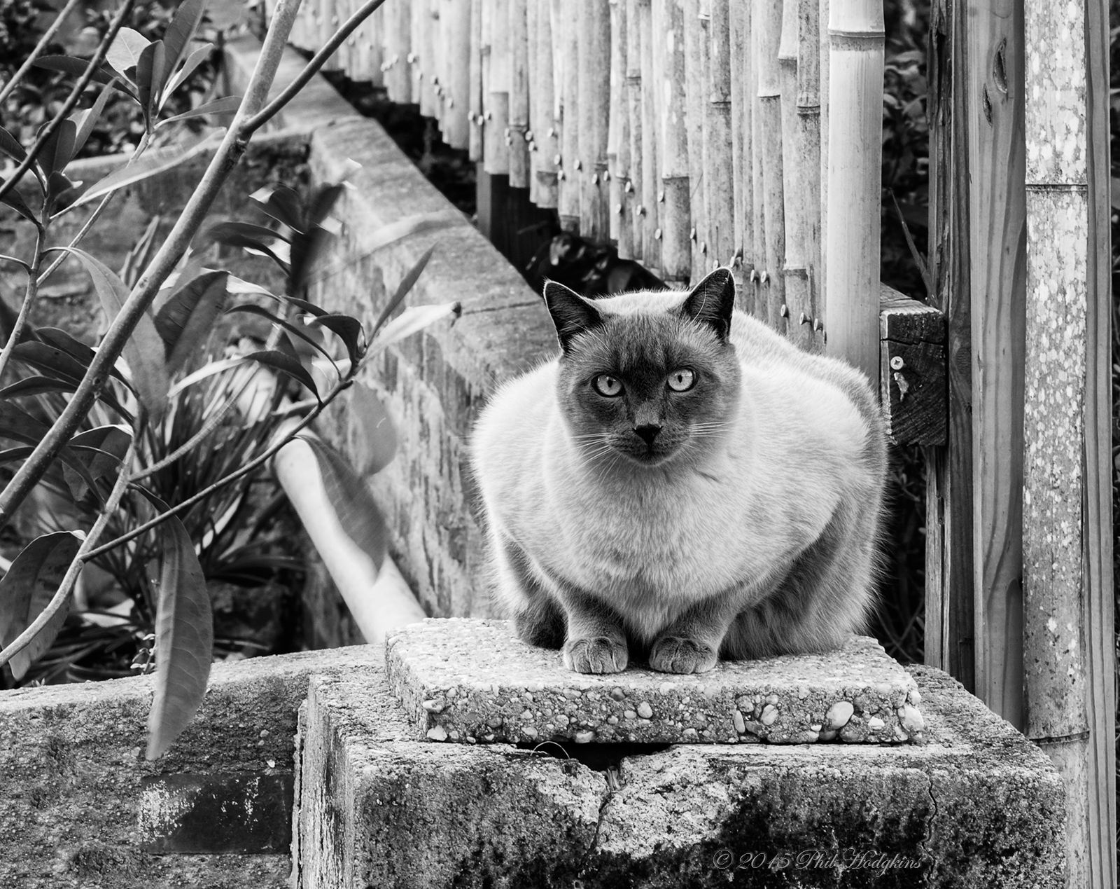 Garden Cat