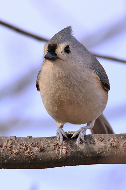 Tufted titmouse + repost