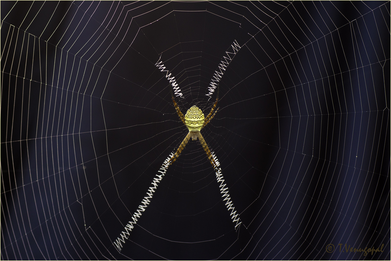 spider's signature